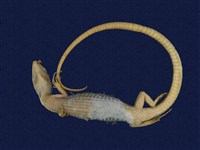 Stejneger's grass lizard Collection Image, Figure 7, Total 9 Figures